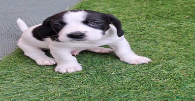 Mixed Breed dogs - Advert 16