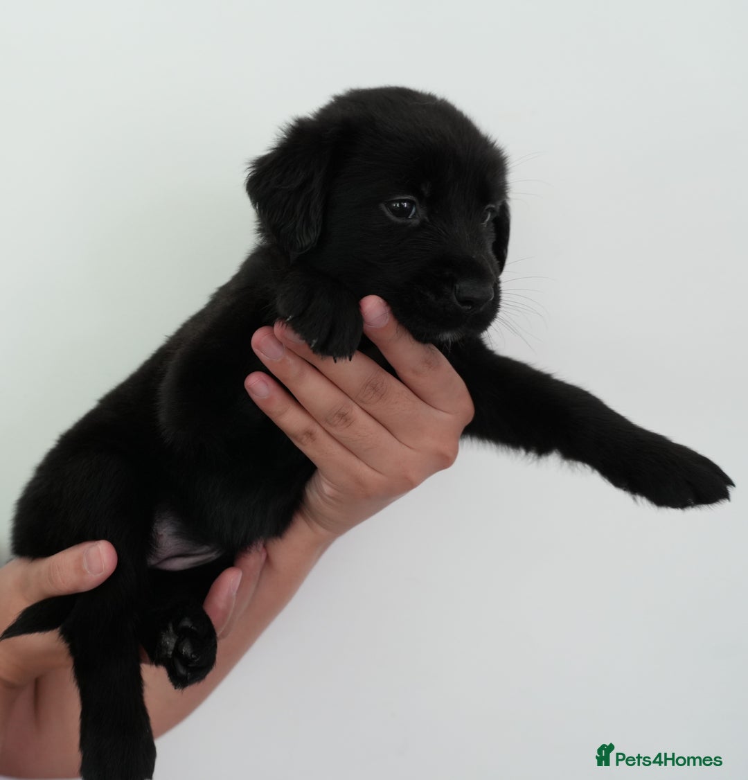 Mixed Breed dogs for sale: Mixed Breed Puppies - Image 5