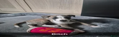 Whippet Puppy 4