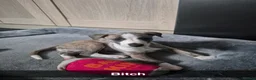 Whippet dogs for sale: Fantastic Pedigree Quality Whippets - Advert 2