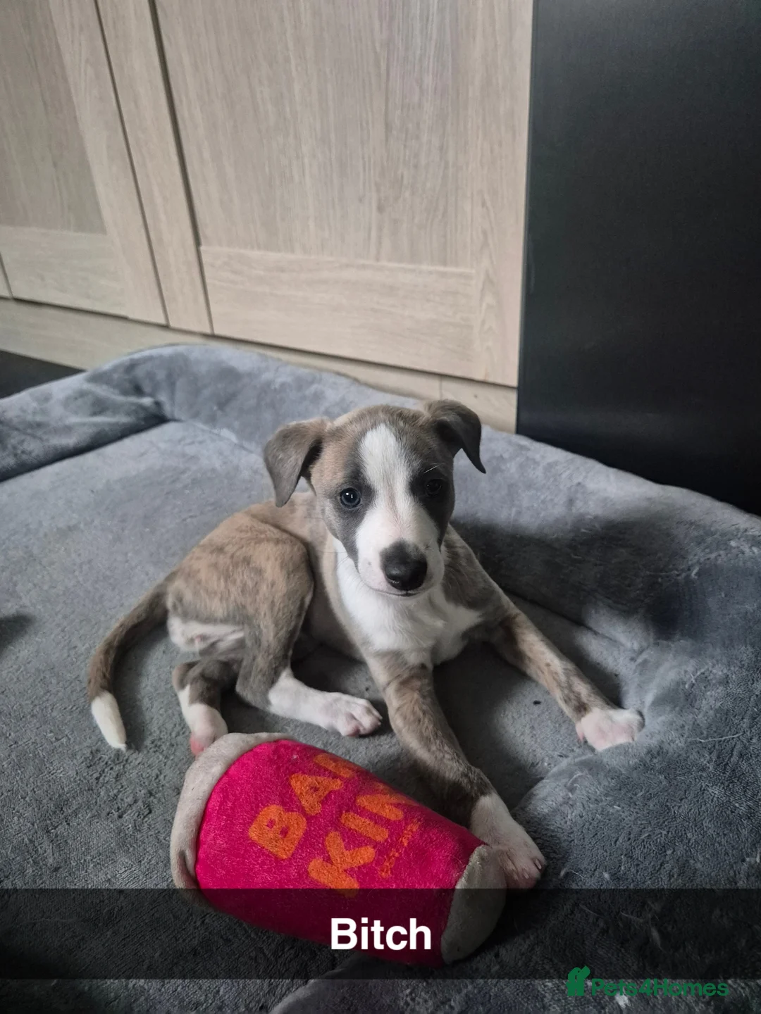 Whippet dogs for sale: Fantastic Pedigree Quality Whippets - Advert 2
