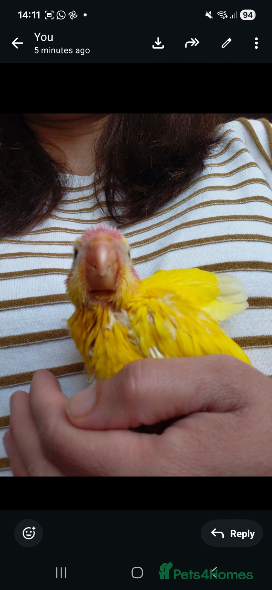 Parakeets birds Hand reared Kakarikis for sale - Advert 15