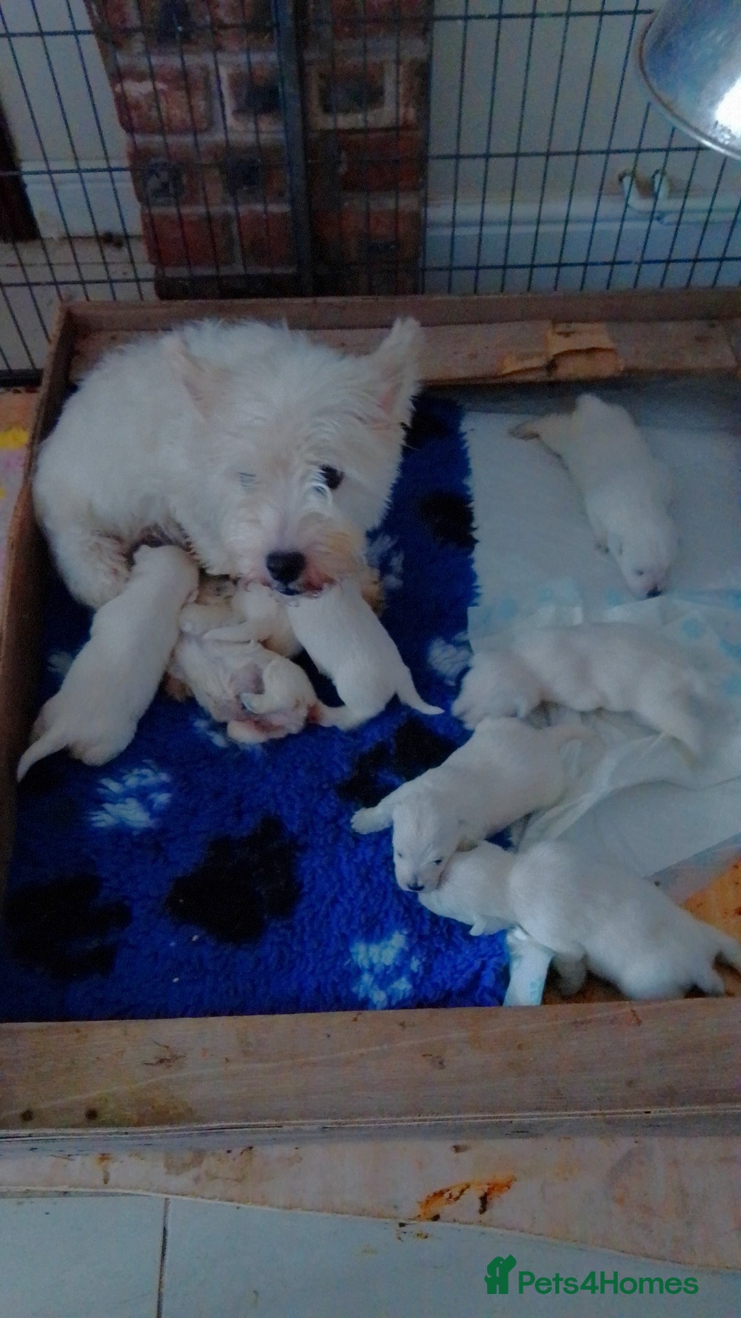 West Highland Terrier dogs Westie boys & girls ready now - Advert 1