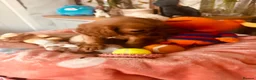 Cavalier King Charles Spaniel dogs for sale: 6 SWEET LITTLE BEAUTIES 2 boys 4 girls  - Advert 14