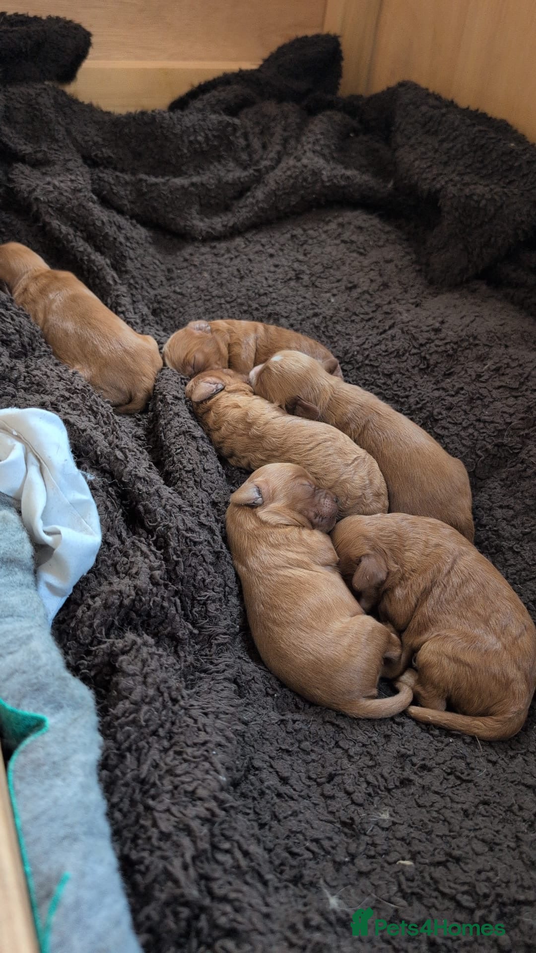 Cavapoo dogs for stud: PROVEN F1 Red Cavapoo stud-DNA Fully health tested - Image 9