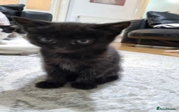 Domestic Shorthair cats for sale: Cute kittens  - Image 3