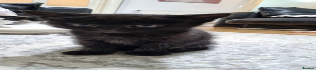 Felix