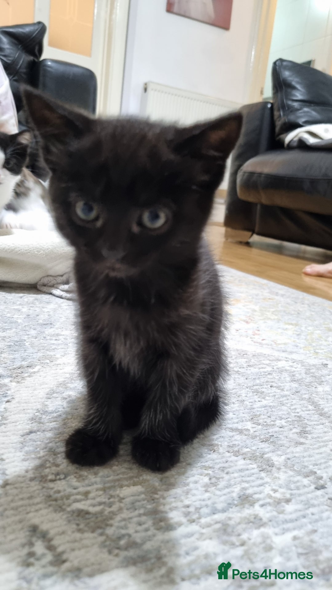 Domestic Shorthair cats for sale: Cute kittens  - Image 3