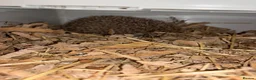 Pygmy Hedgehog rodents for sale: Pair Pygmy Hedgehogs Emergency Rehoming - Advert 3