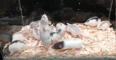Rat rodents - Advert 12