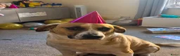 Mixed Breed dogs for sale: Rehoming our gentle giant Matilda (tilda or tills) - Advert 4