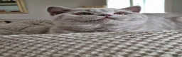 British Shorthair cats for sale: British blue/cream tortie girl.  - Advert 3