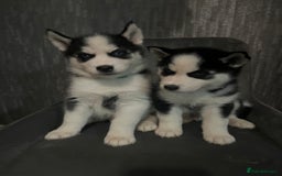 Siberian Husky dogs for sale: Beautiful Siberian husky puppies - Image 16