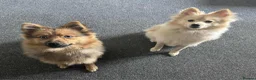 Pomsky dogs for sale: 2 male puppies for sale - Advert 1
