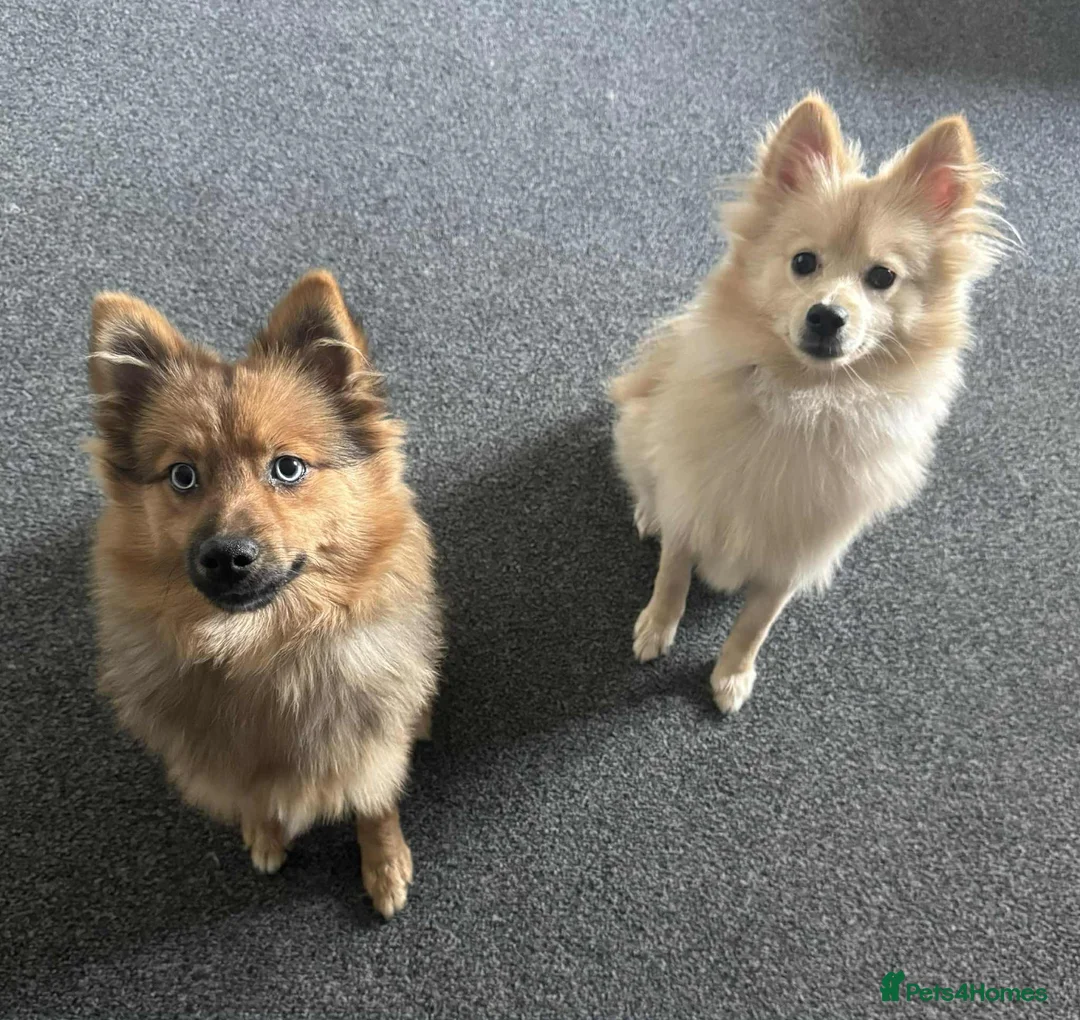 Pomsky dogs for sale: 2 male puppies for sale - Advert 1