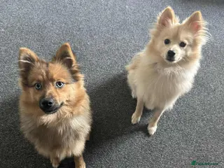 Pomsky dogs 2 male puppies for sale - Advert 1