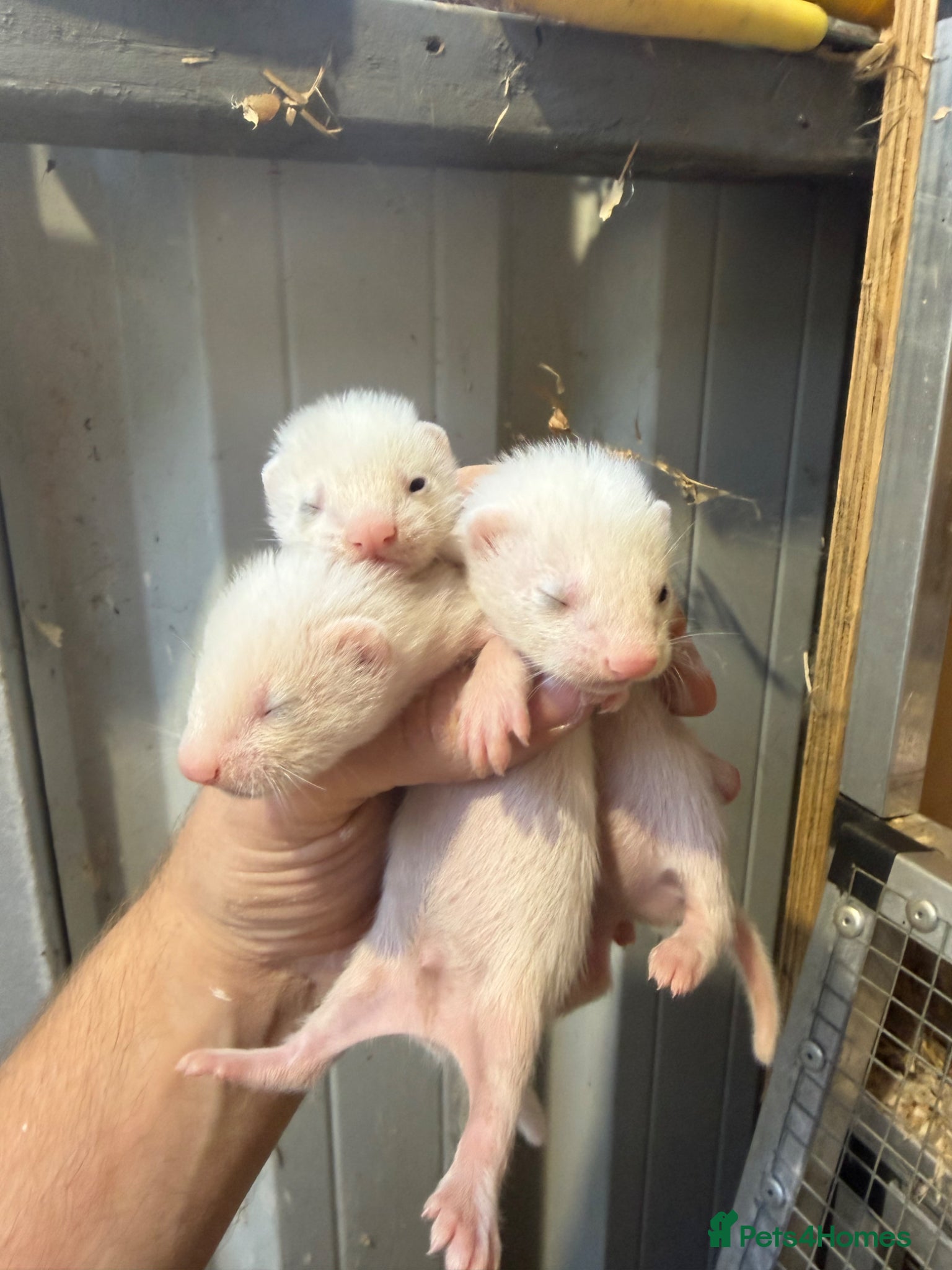 Ferret rodents for sale: Ferret kits  - Advert 2
