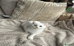 British Shorthair cats for sale: PURE BSH KITTENS  - Image 5