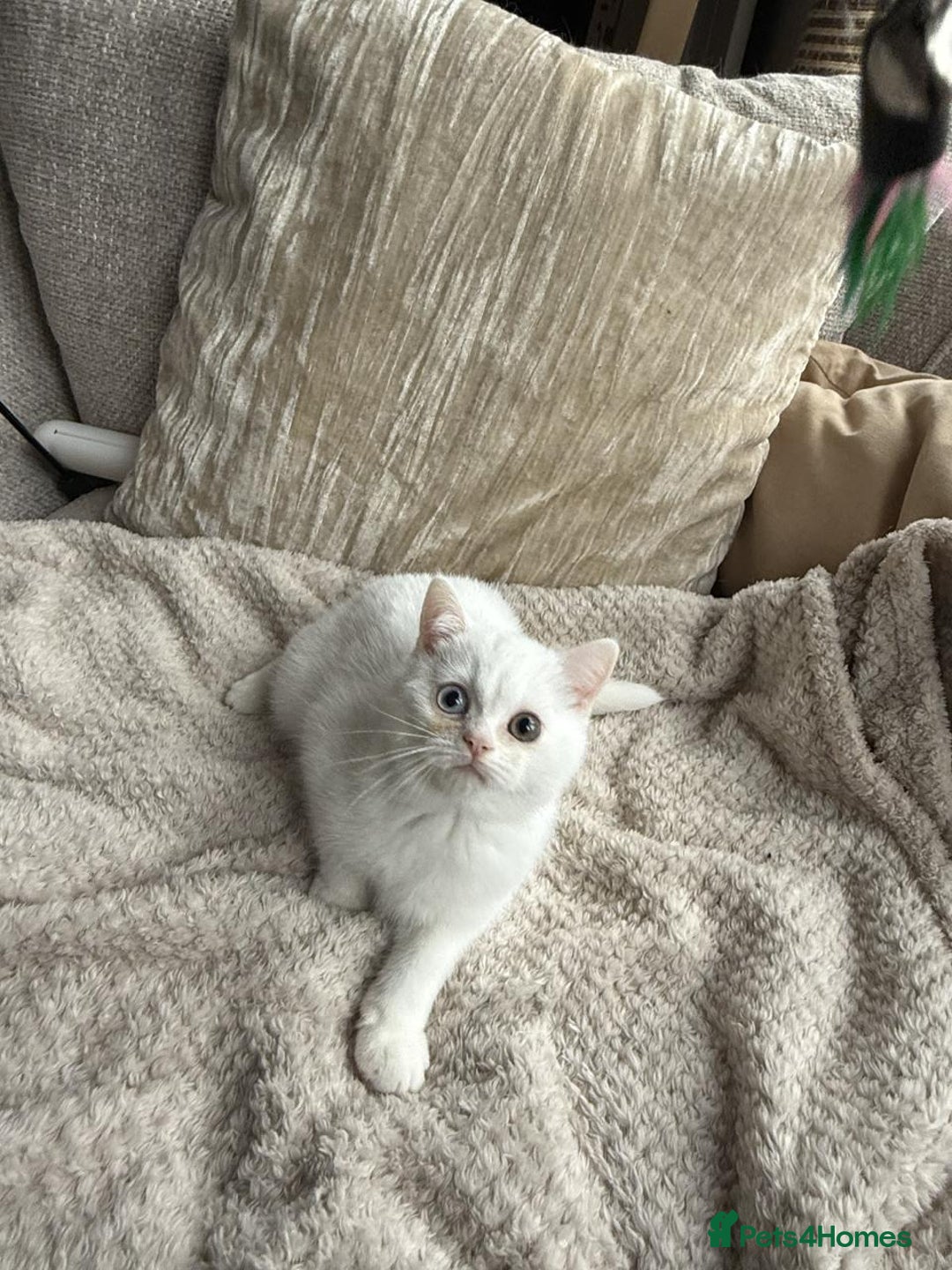 British Shorthair cats for sale: PURE BSH KITTENS  - Image 5
