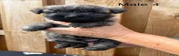 Cairn Terrier dogs for sale: beautiful health tested cairn terriers - Advert 16