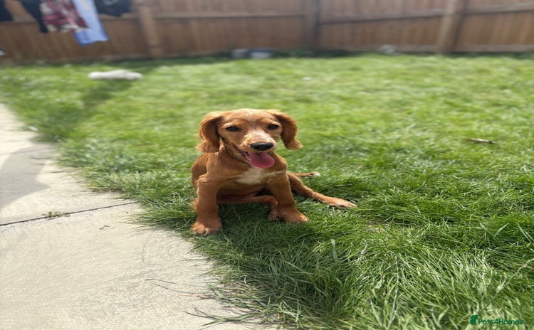 Cocker Spaniel dogs - Advert 3
