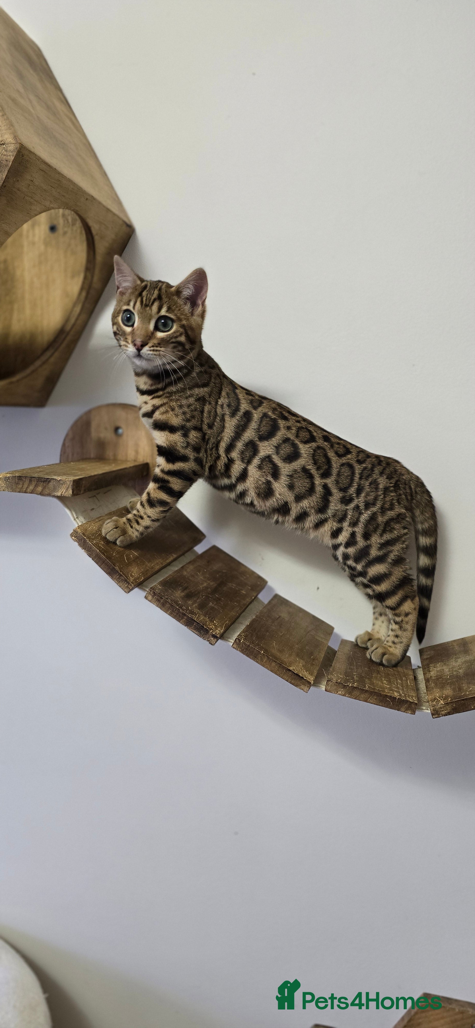 Bengal cats Gorgeous Tica registered Brown bengal boy - Advert 15