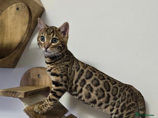 Bengal cats Gorgeous Tica registered Brown bengal boy - Advert 11