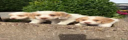 Cockapoo dogs for sale: Cockapoos - Advert 15
