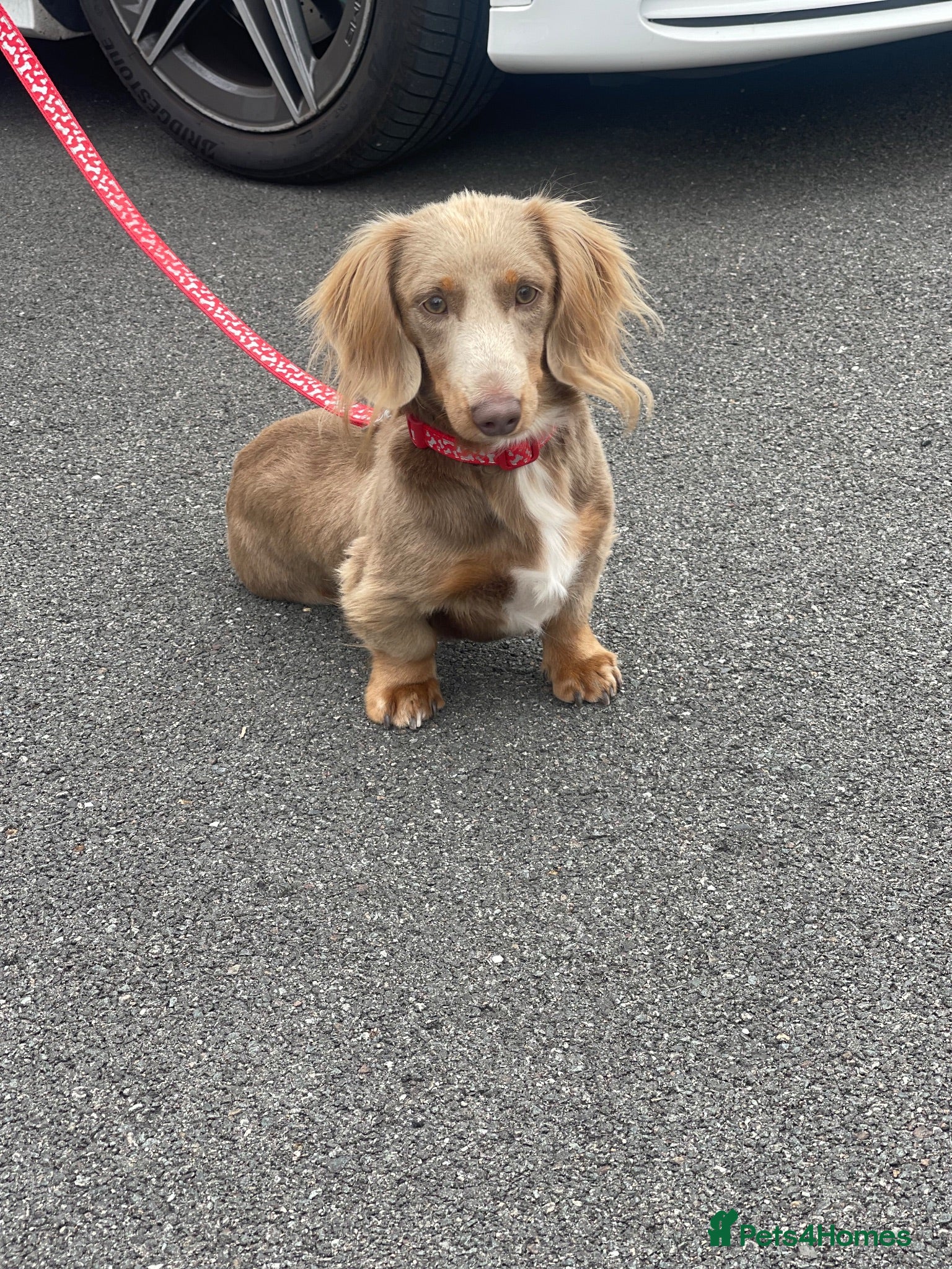 Miniature Dachshund dogs Long hair miniature dachshund Isabella and tan - Advert 9