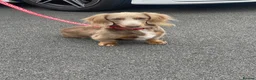 Miniature Dachshund dogs for stud: Long hair miniature dachshund Isabella and tan - Advert 1