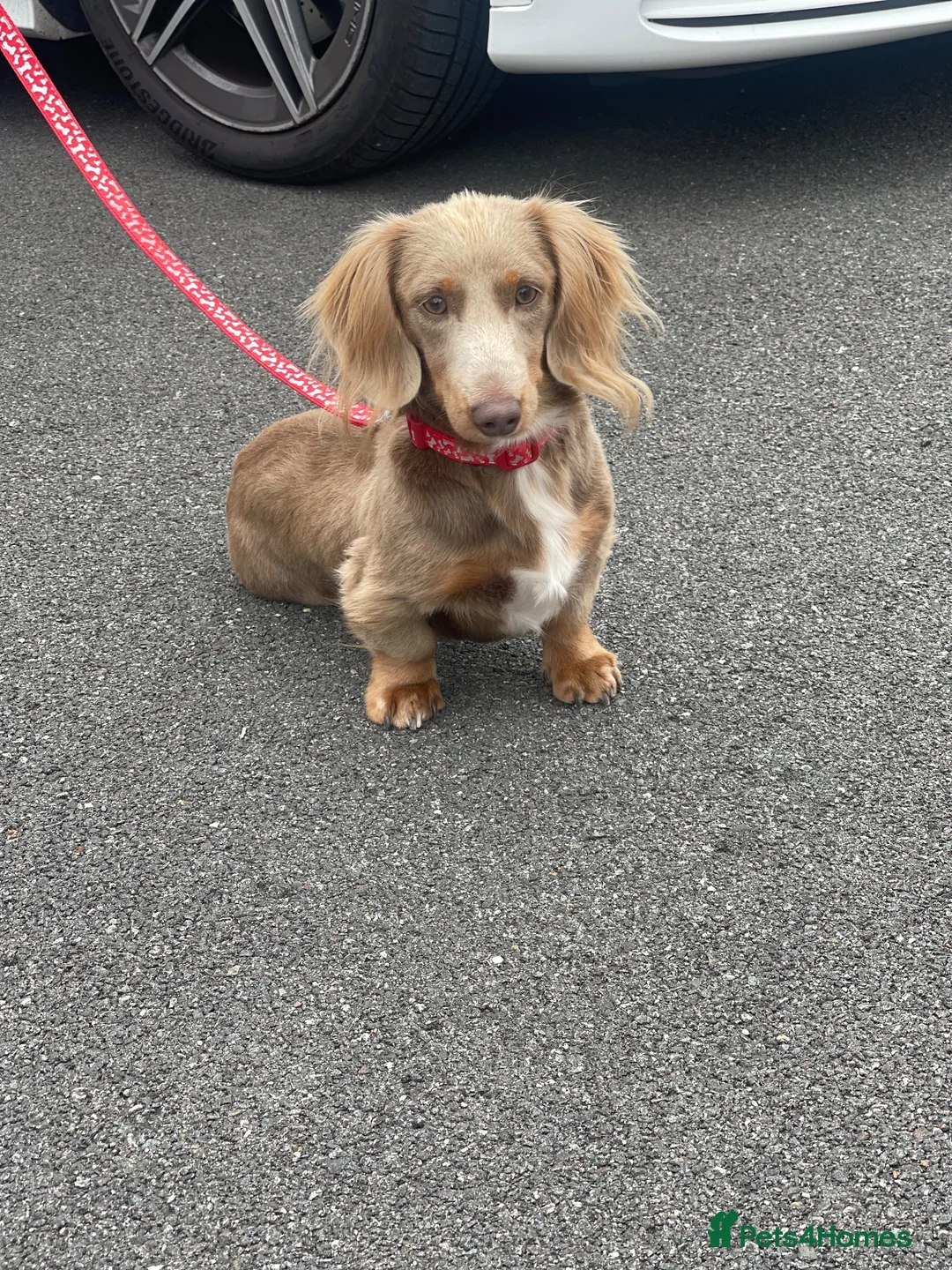 Miniature Dachshund dogs for stud: Long hair miniature dachshund Isabella and tan - Advert 1