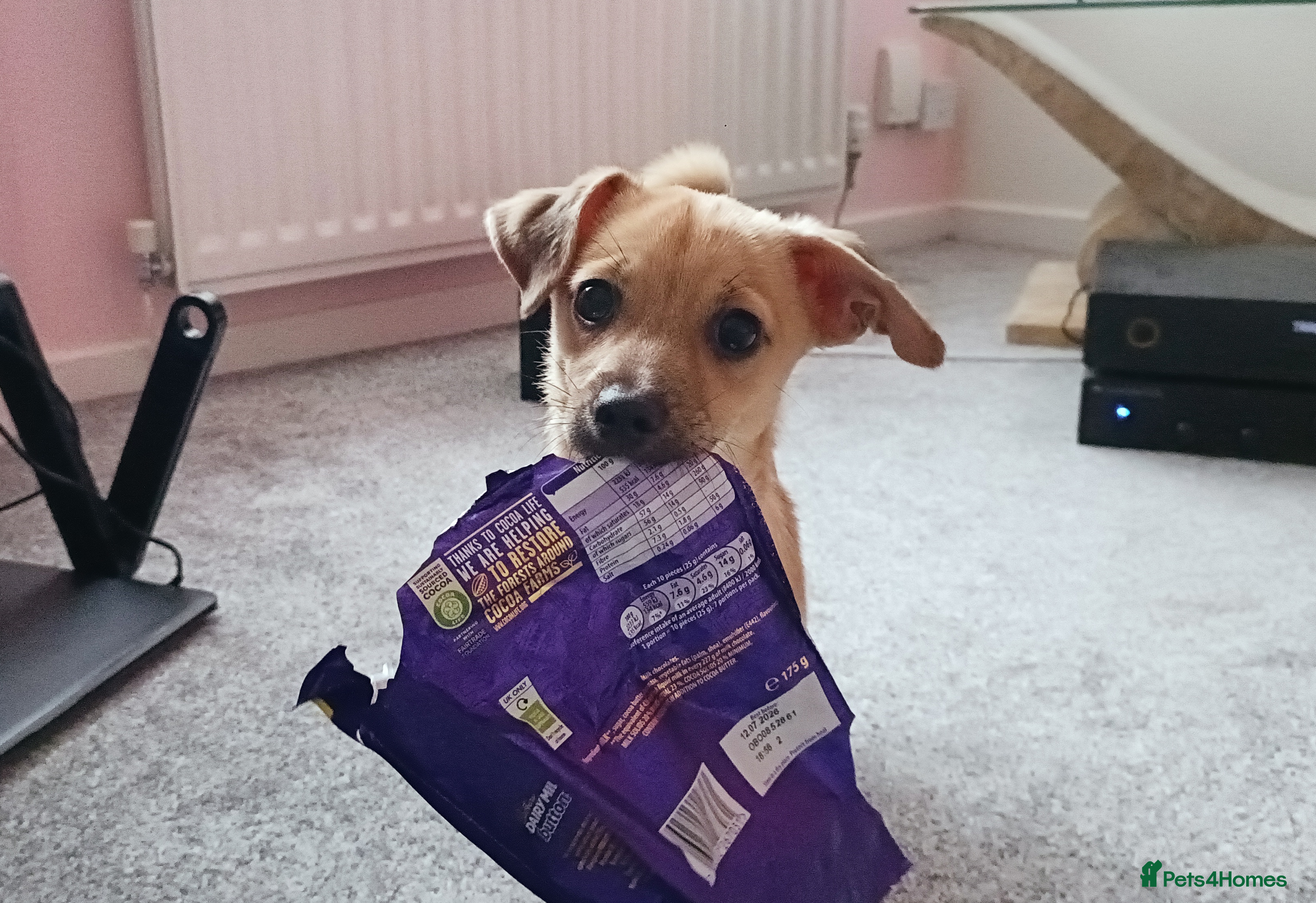 Mixed Breed dogs Jackawawa Jack Russell Chihuahua Girl 4 month old  - Advert 2