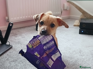 Mixed Breed dogs Jackawawa Jack Russell Chihuahua Girl 4 month old - Advert 2