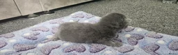 British Shorthair cats for sale:  British shorthair  - Advert 18