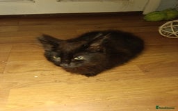 British Longhair cats for sale: 3 kittens for sale, preferably together - Image 4