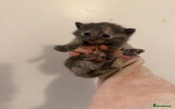 Mixed Breed cats for sale: Beautiful tabby mixed calico cross Persian kitten  - Image 6
