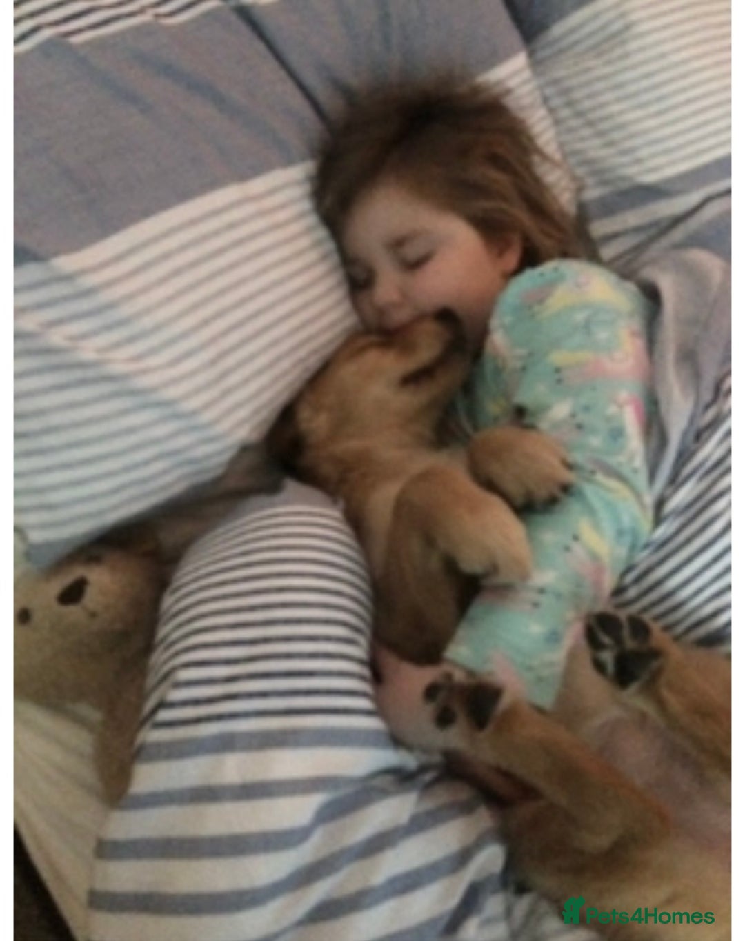 Golden Retriever dogs for sale: **True Gold** Pure Golden Retriever Puppies - Image 19