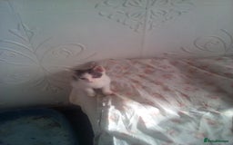 Mixed Breed cats for sale: 7 kittens are ready to go now  - Image 2