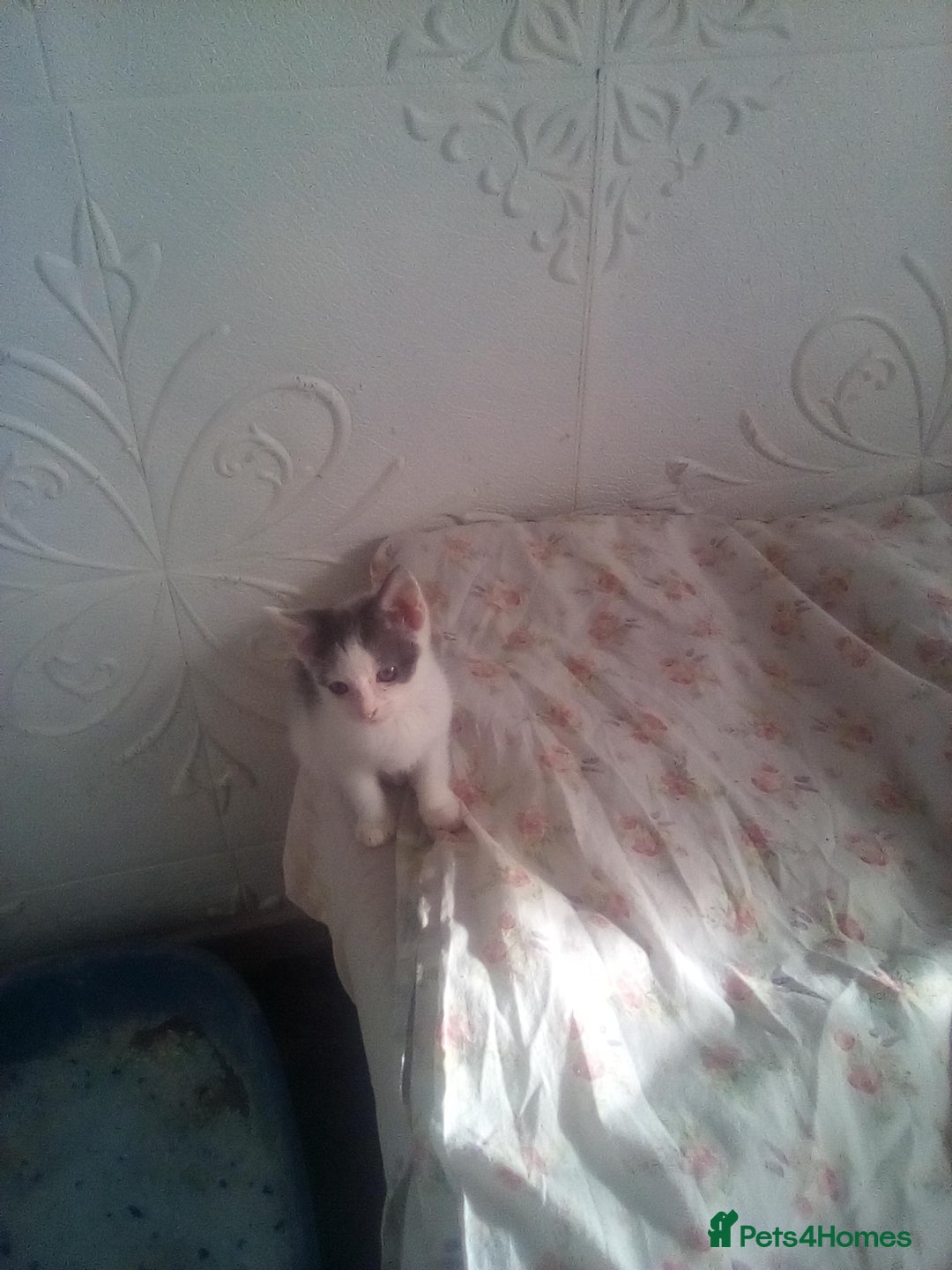 Mixed Breed cats for sale: 7 kittens are ready to go now  - Image 2