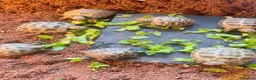Tortoise reptiles for sale: Horsfield tortoises  - Advert 2