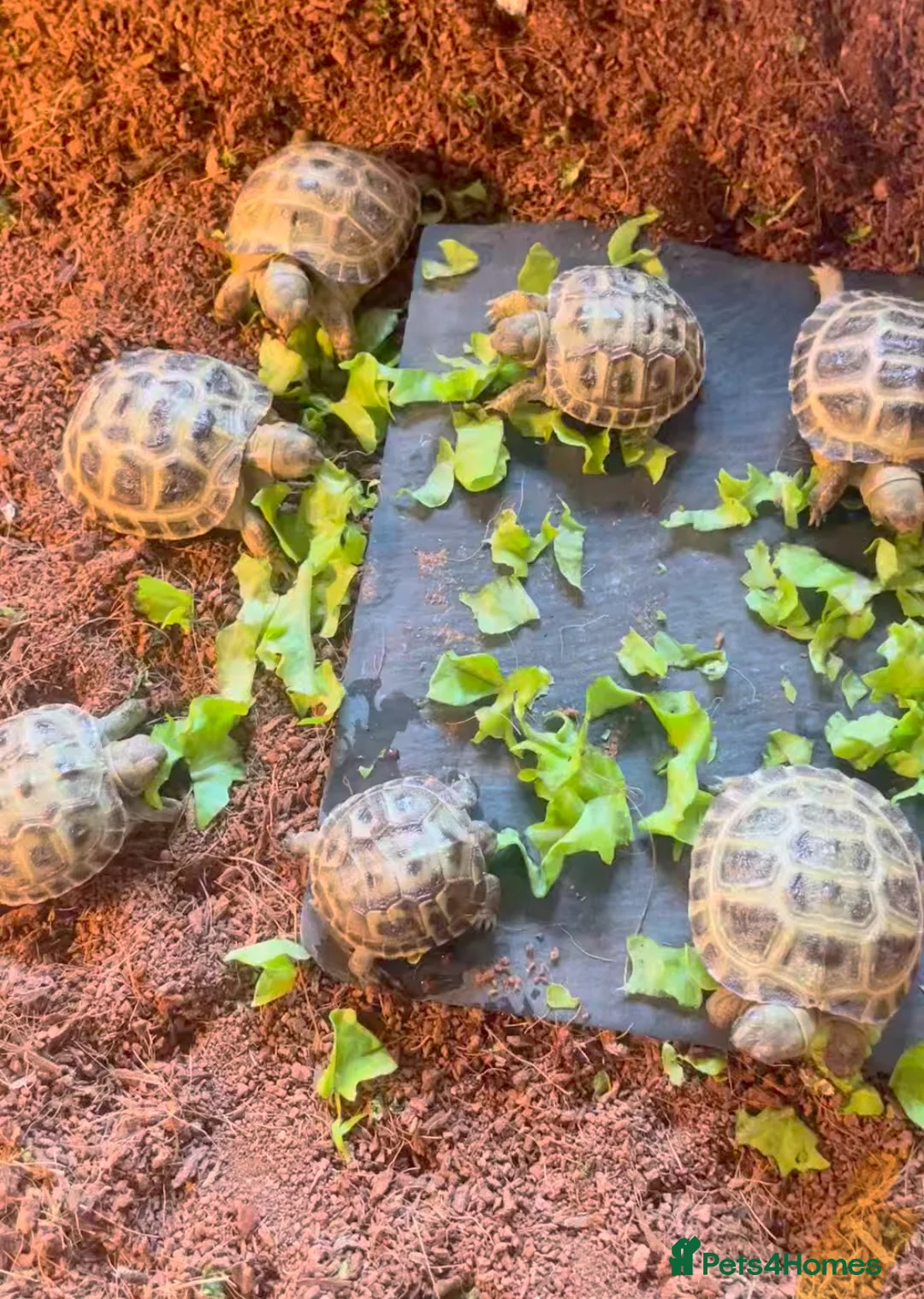 Tortoise reptiles for sale: Horsfield tortoises  - Advert 2