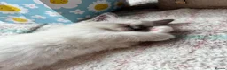 Ragdoll cats for sale: Registered Ragdoll Kittens for Sale - Advert 31