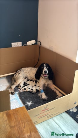 Cocker Spaniel dogs - Advert 2