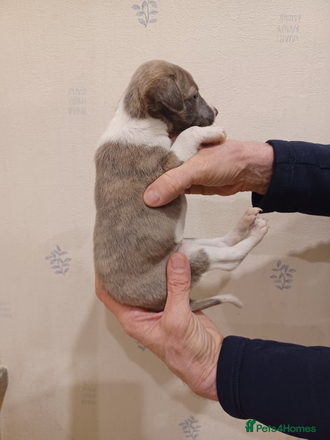 Whippet dogs for sale: Beautiful KC Reg Whippet Puppies - Advert 10