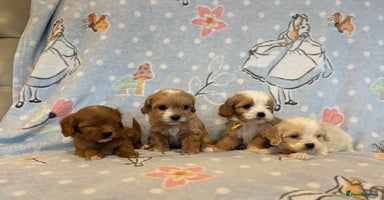 Cavapoo dogs Beautiful cavapoo pups from family home  - Advert 1