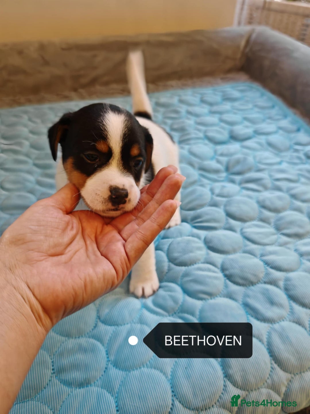 Jack Russell dogs for sale: Jack Russell puppies,Parents reg.Kennel club, - Image 23