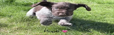Pup 6