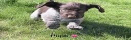 Cocker Spaniel dogs for sale: Spaniel Pups for sale - Advert 12