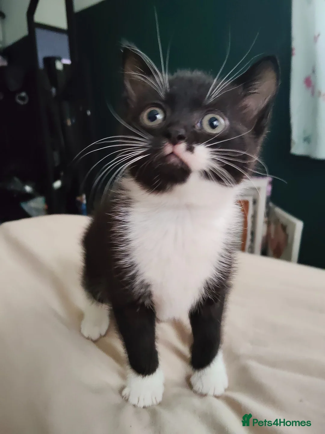 Mixed Breed cats for sale: Black and white female kitten in Blandford Forum - Advert 3