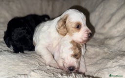 Cockapoo dogs for sale: 3 remaining Cockapoos looking for homes - Advert 16